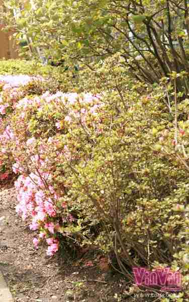 出演番号VINVIN-071磁力链接迅雷下载在线观看