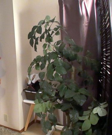 最新出演番号ELZX-057磁力链接迅雷下载在线观看