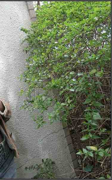 出演番号SHC-247磁力链接迅雷下载在线观看