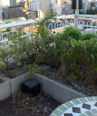 まい最新出演番号SIRO-5185磁力链接迅雷下载在线观看